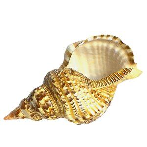 Giant Rare Triton Trumpet Charonia Tritonis Specimen Shell 11.5 inches AAA